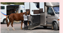 Transport chevaux - Compagnie-17_AdobeStock