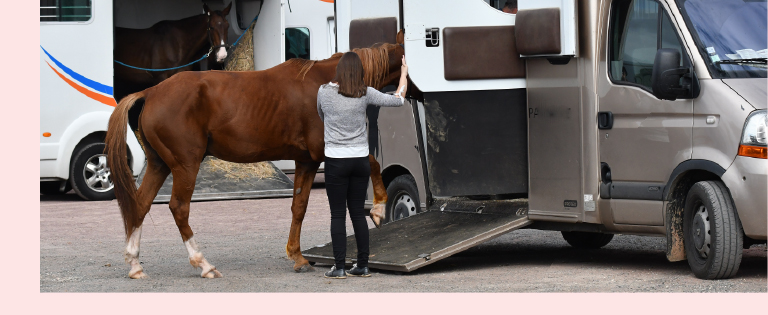 Transport chevaux - Compagnie-17_AdobeStock